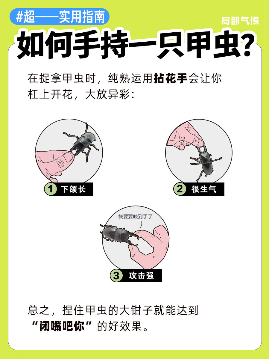 超实用指南 | 如何正确手持蟑螂🪳 第 5 张参考图