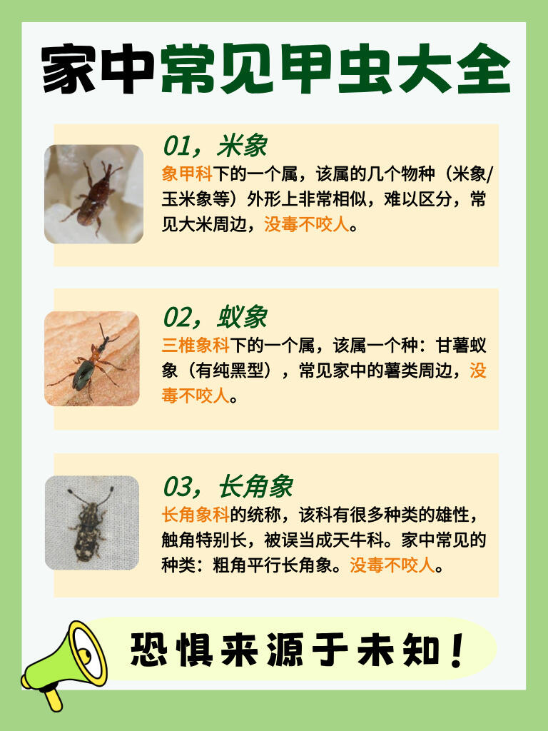 【家中常见】甲虫科普❗看完不再怕了😊 第 2 张参考图