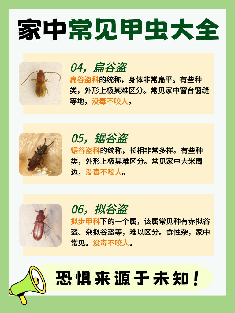 【家中常见】甲虫科普❗看完不再怕了😊 第 3 张参考图